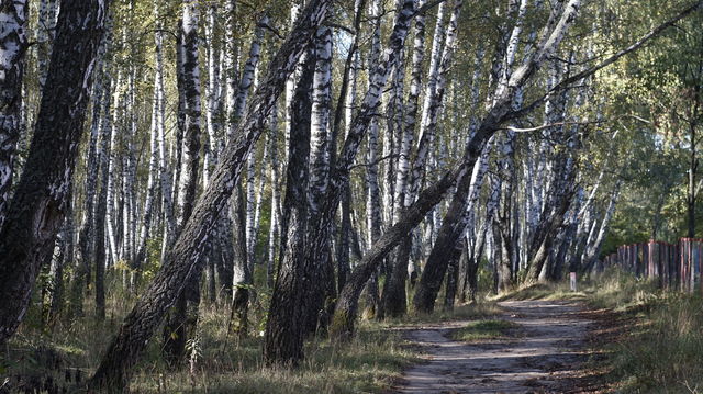 birch