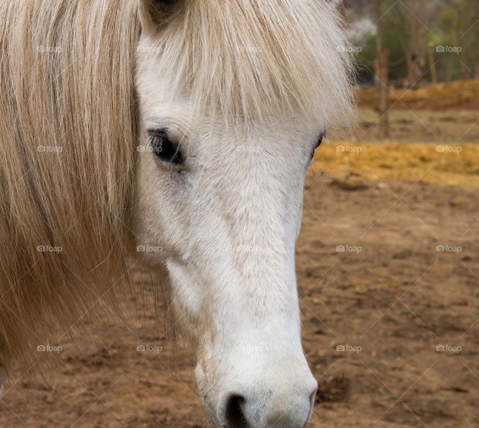 Horse portrait 