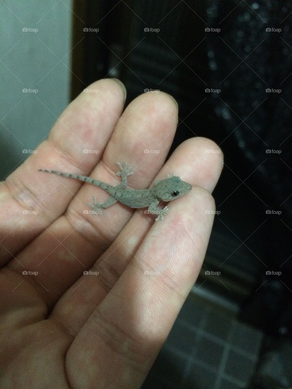 Gecko 