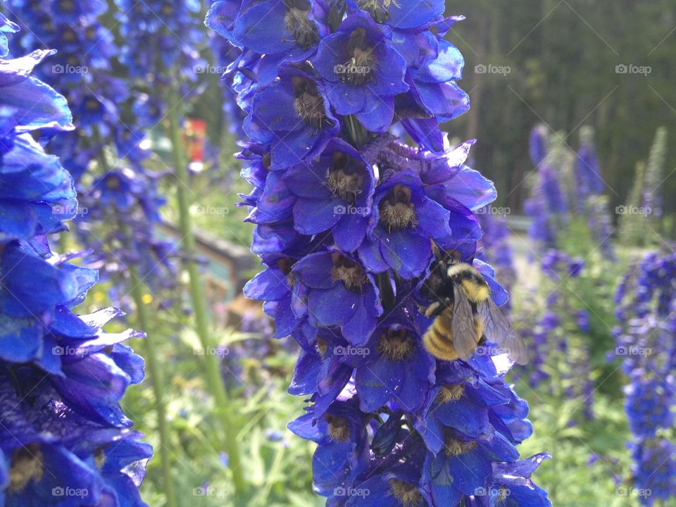 Bee in purple flowers. 