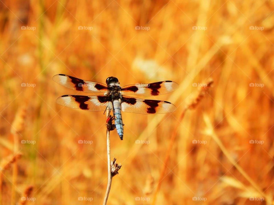 Zebra dragonfly