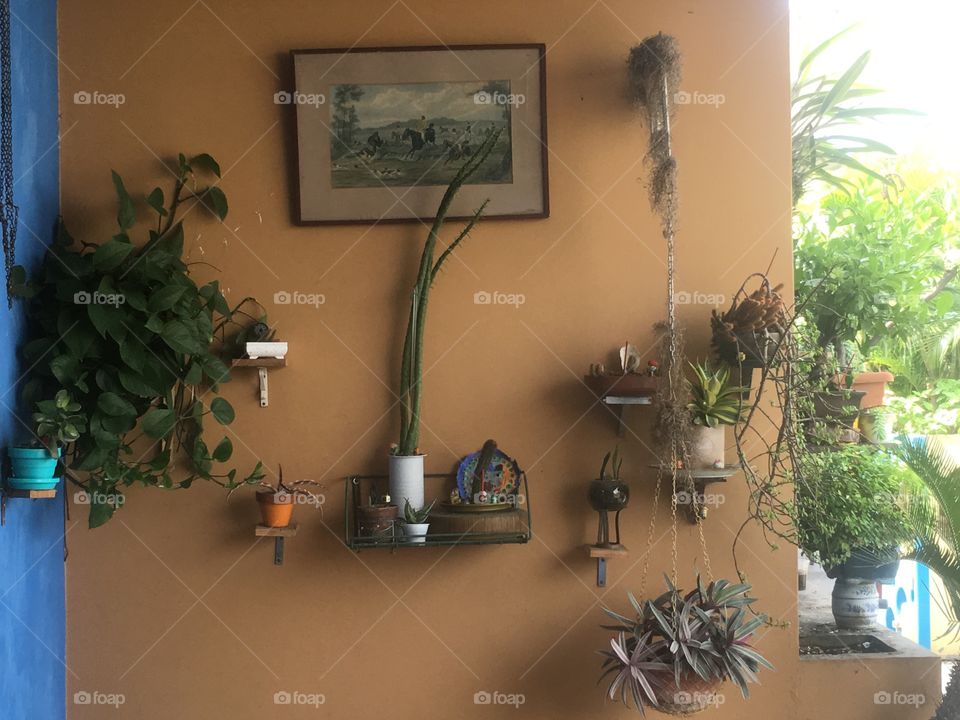 Aesthetic mix of plants