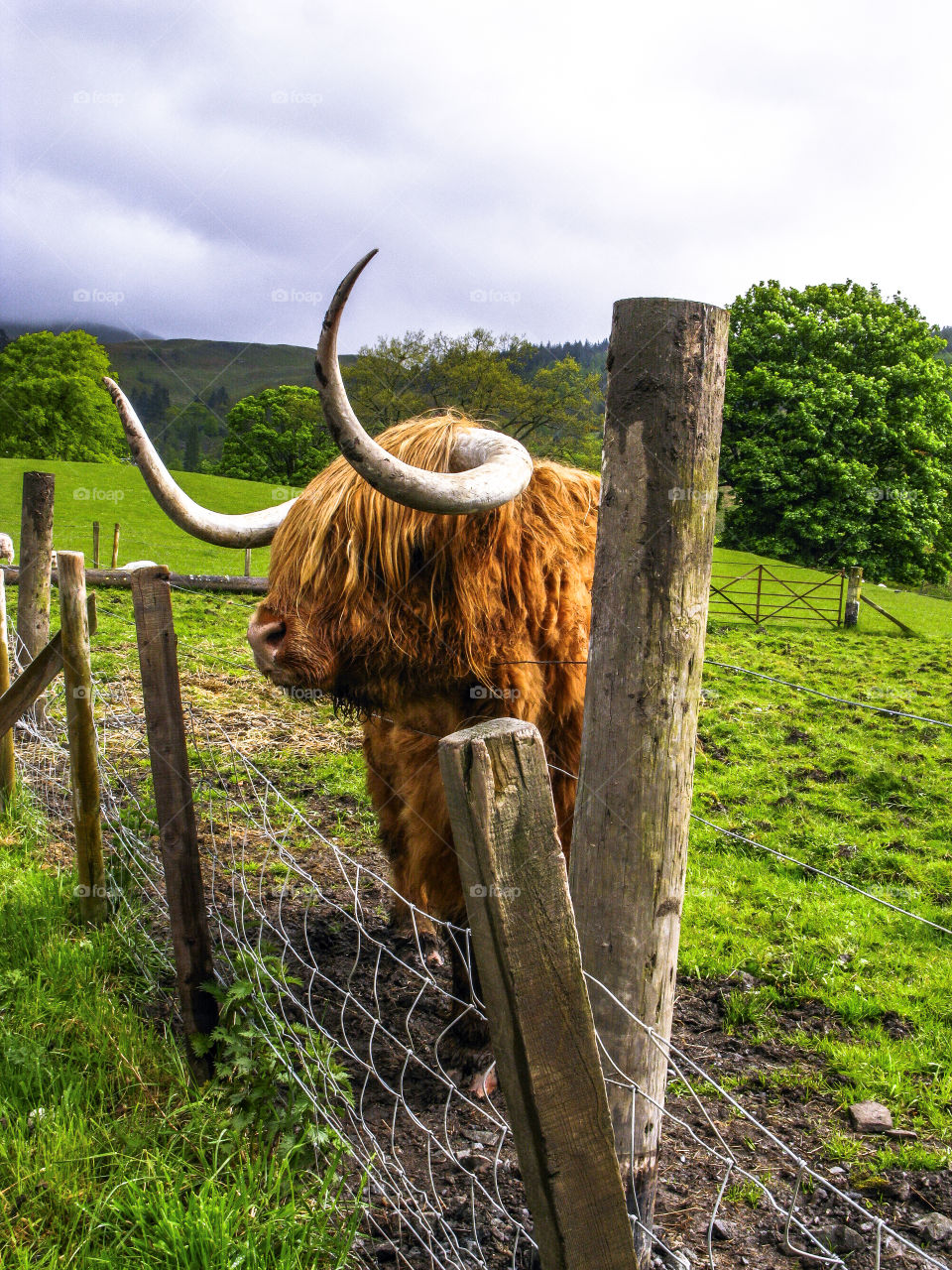 The highland cow