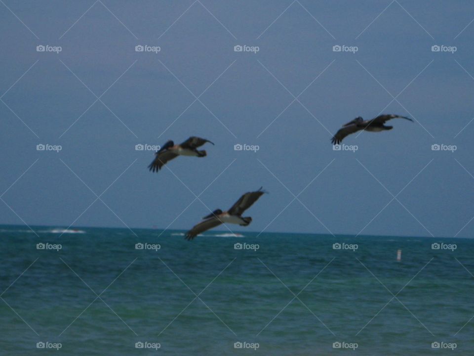 Birds over the sea