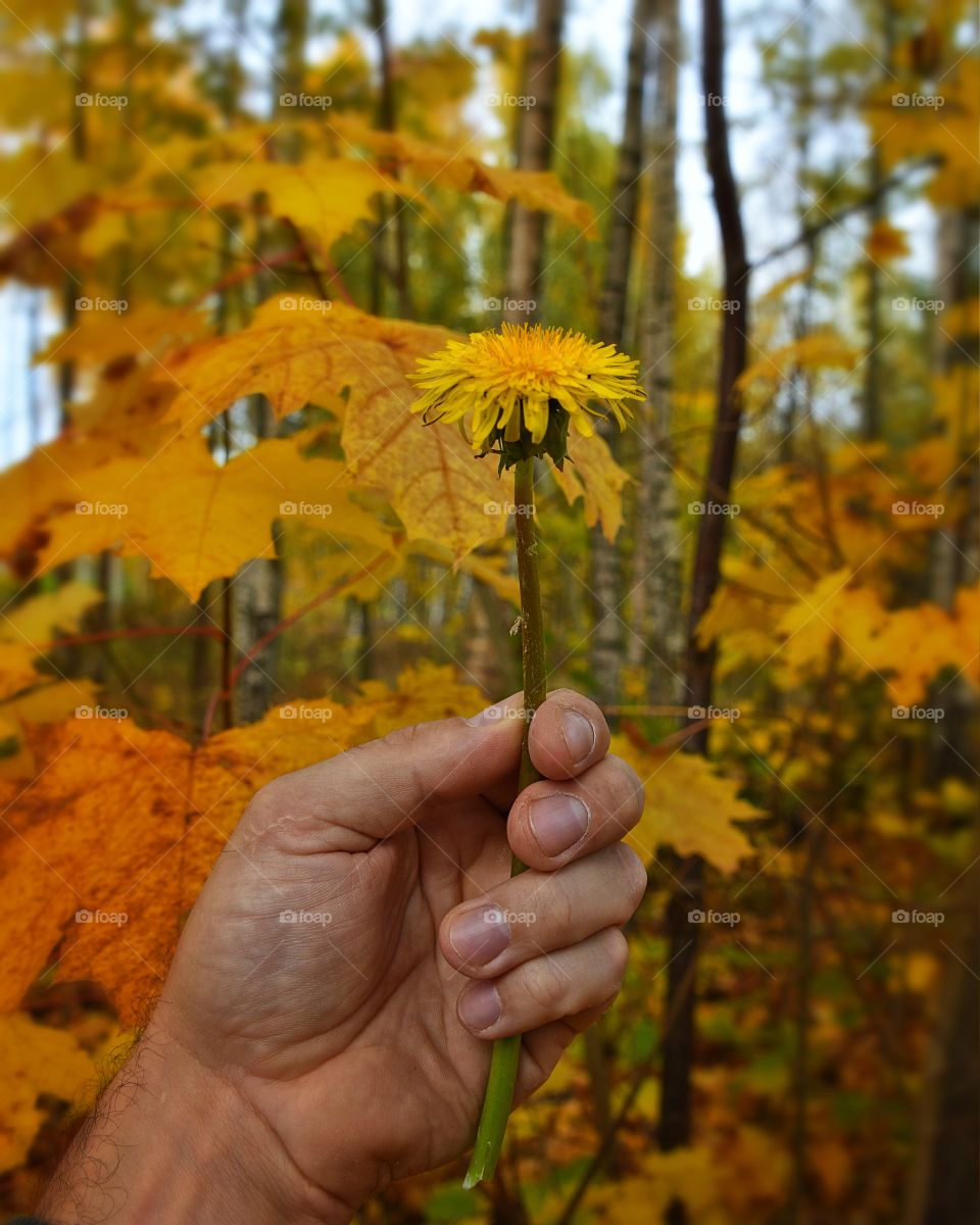 autumn