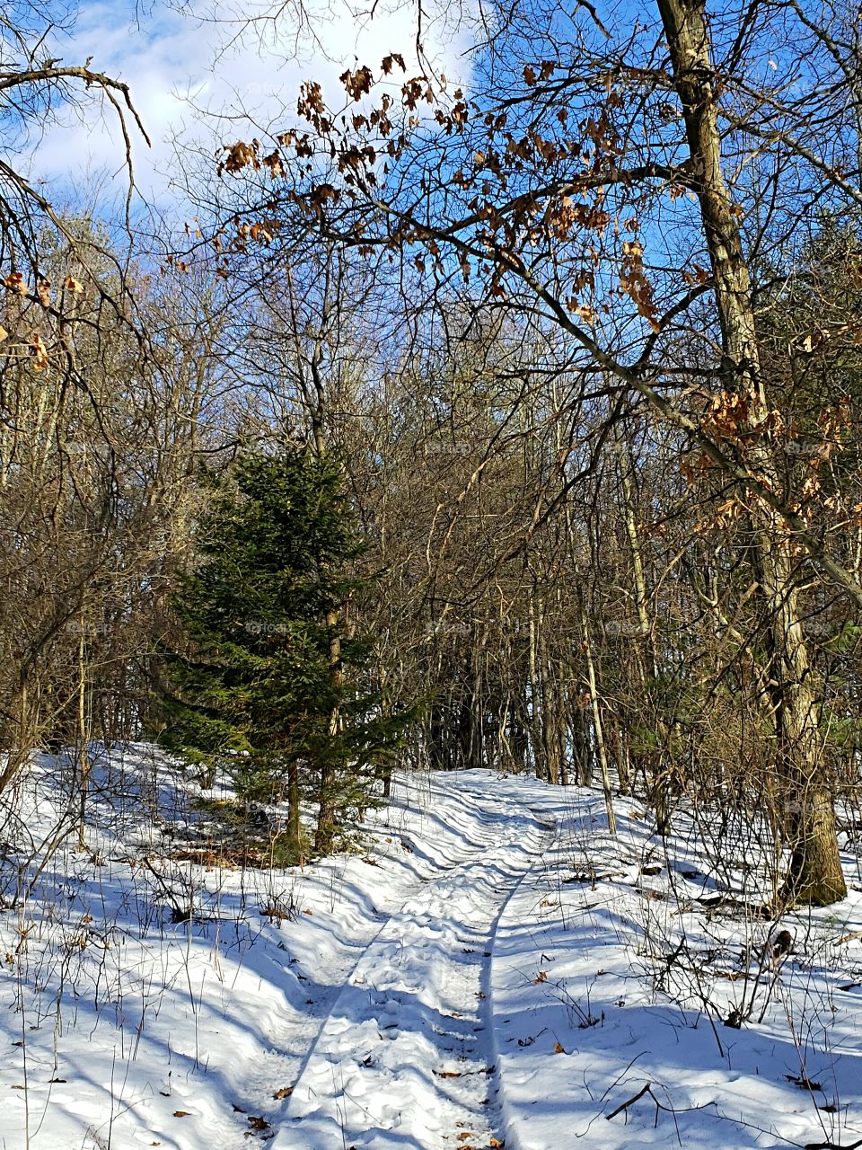 trail in the snow during winter