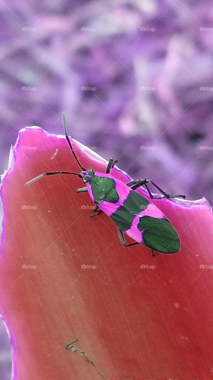 Art Insect on a Leaf in Pink