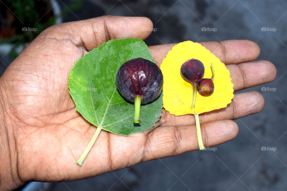 Fig fruit 