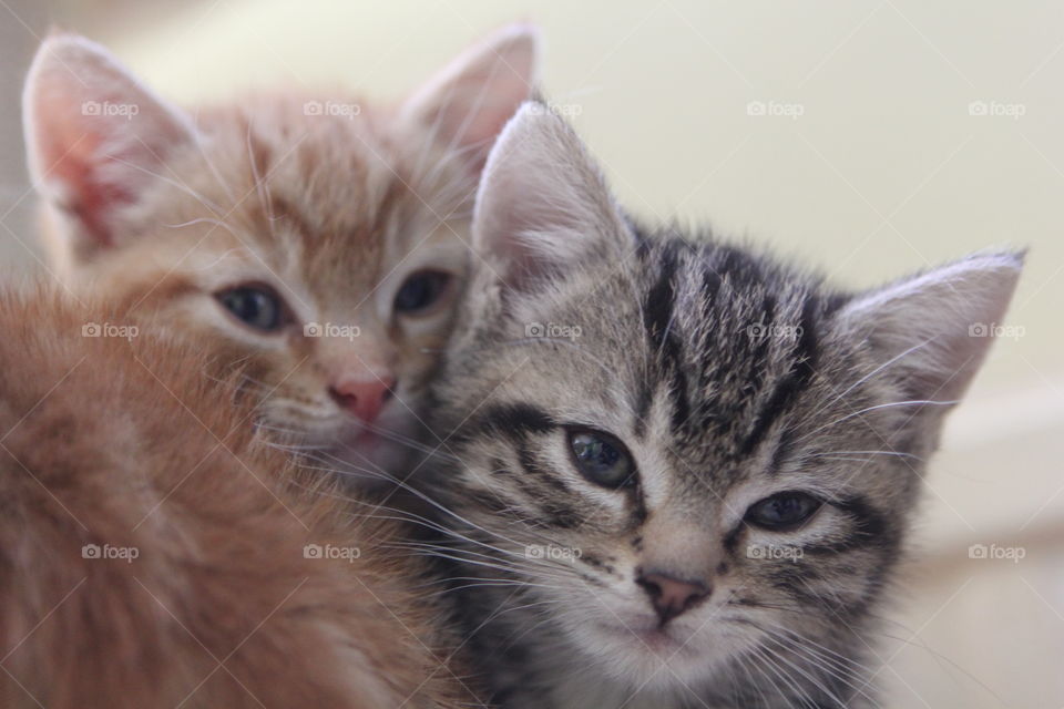 Cat, Cute, Kitten, Pet, Fur