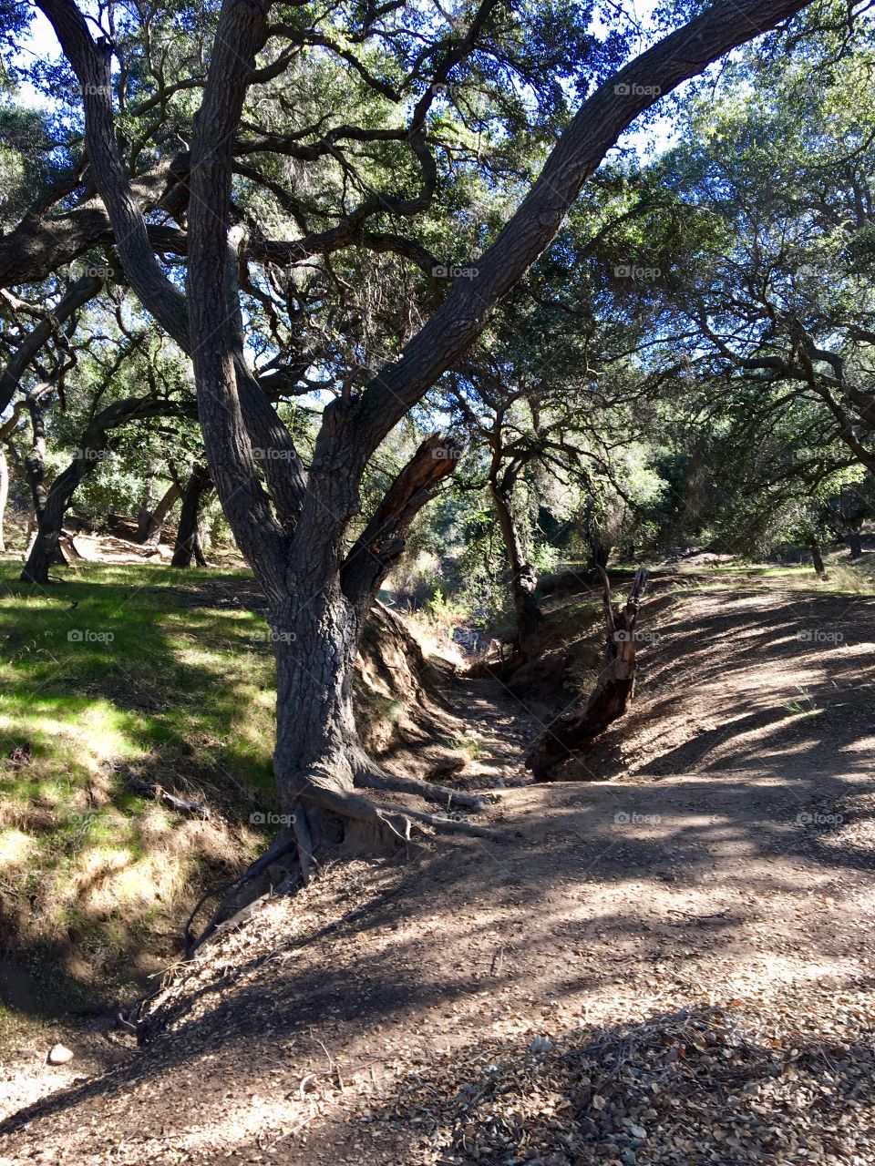 Nature, trees 