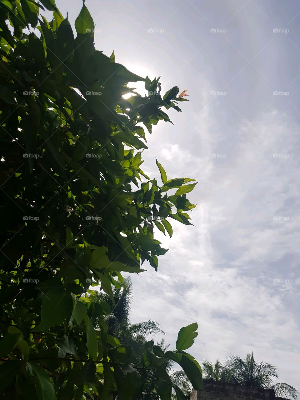 Tree and building under sun