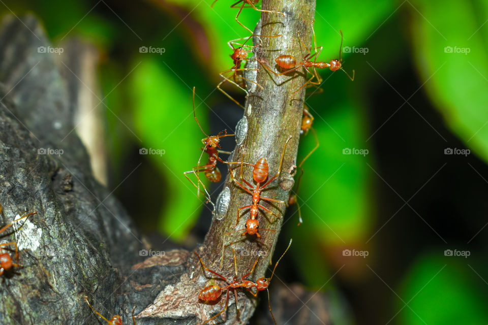 red ants on tree branches