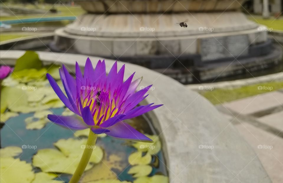 show my skills to foap