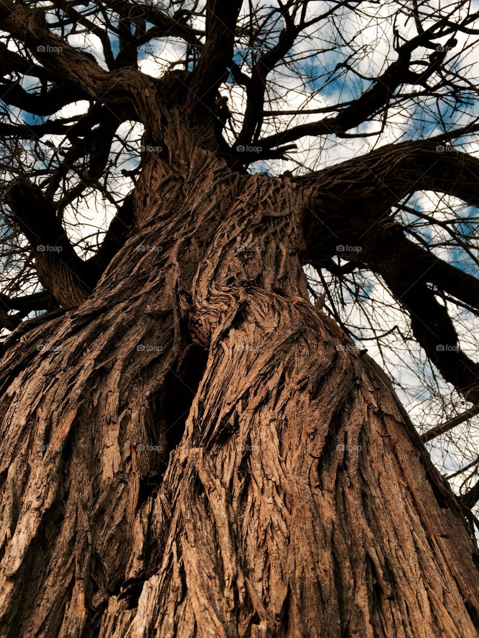 Old oak tree in a Fort Worth, Texas park. 