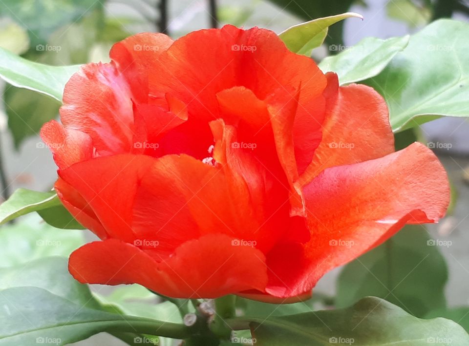 Close up of wax rose flower