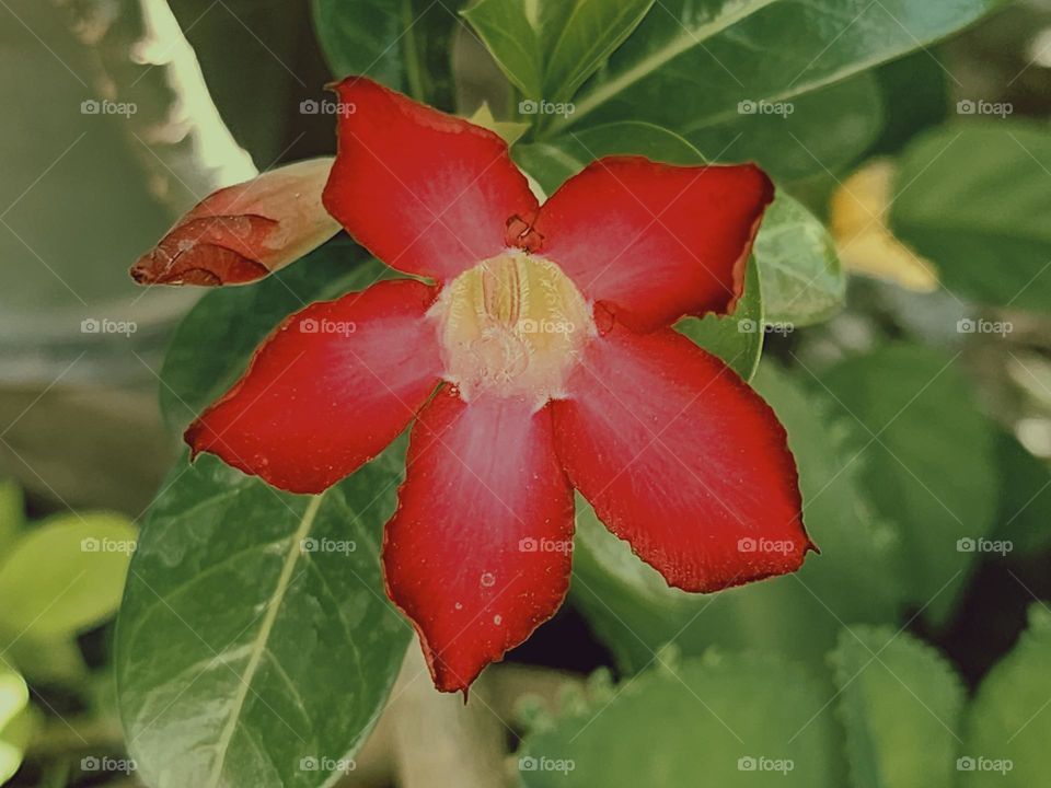 bloody red dessert rose