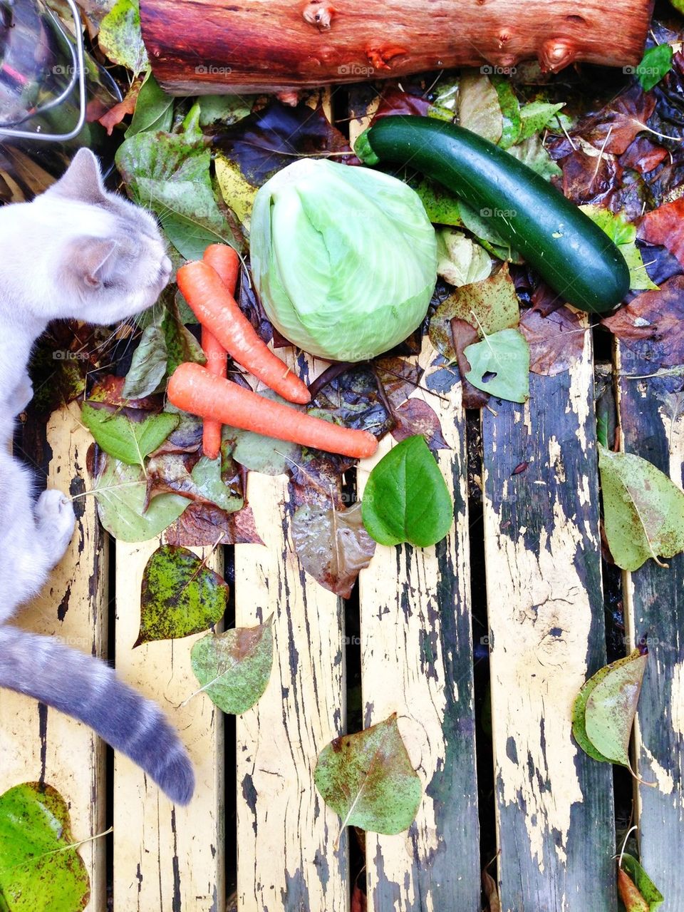the little veggie inspector