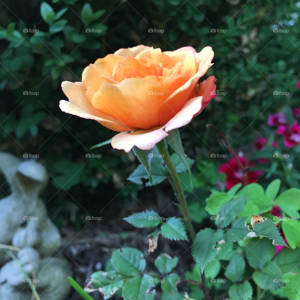 Just an orange rose