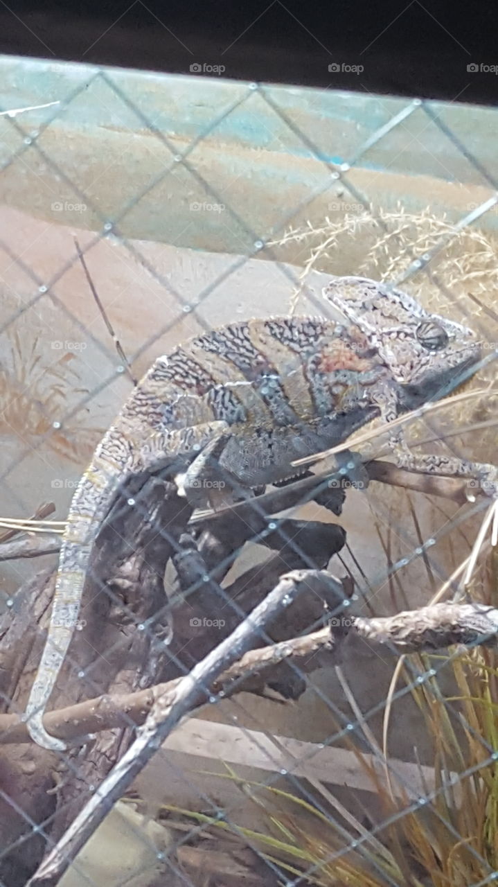 chameleon