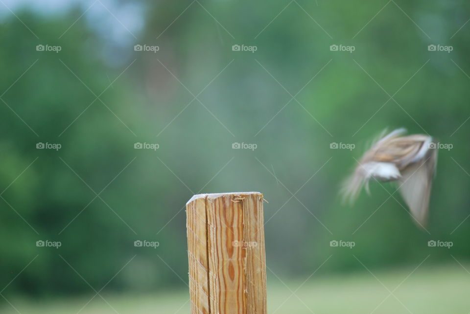 Bird and wood post