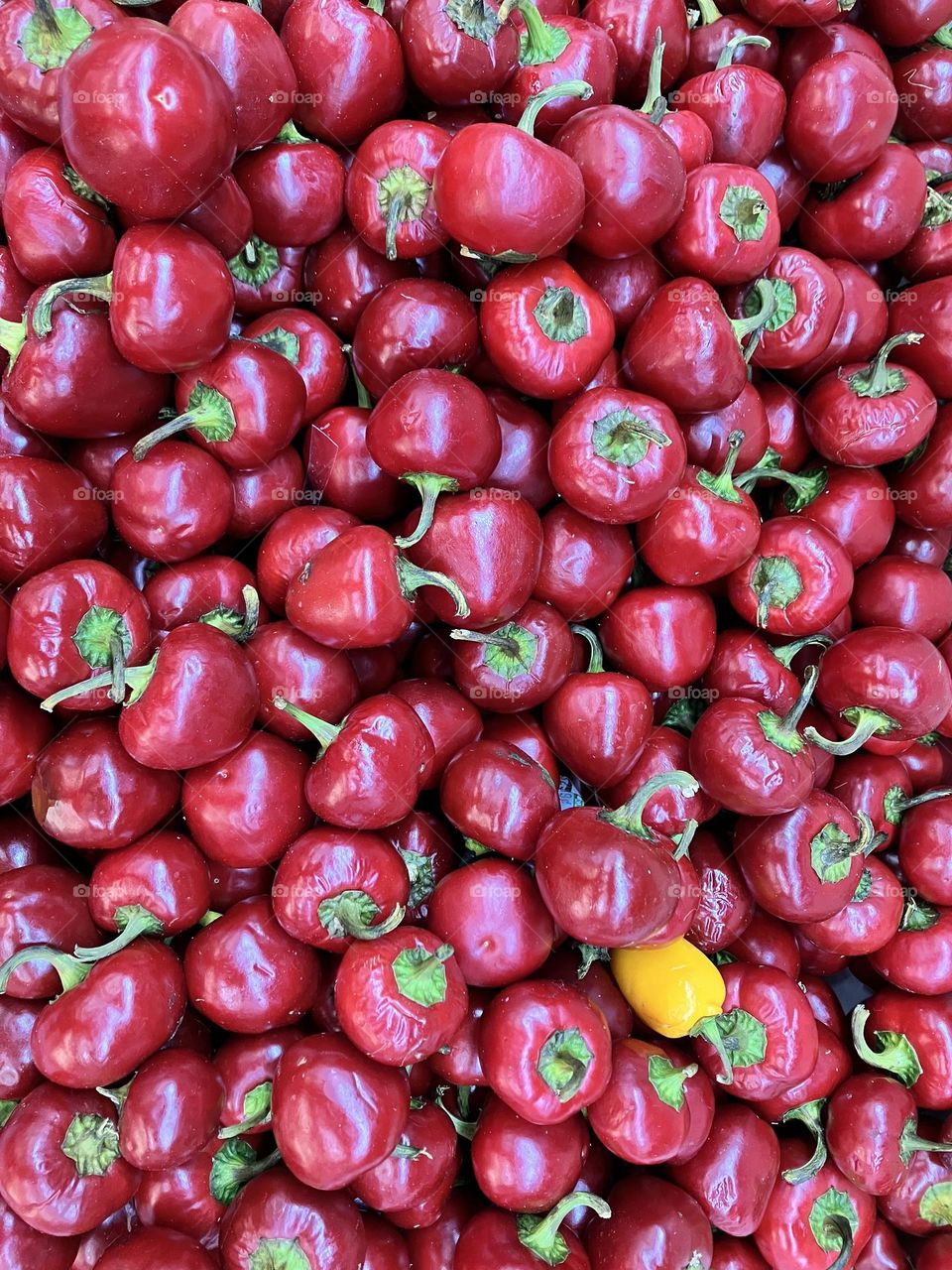 Beautiful fresh red small sweet bell peppers in the market. 