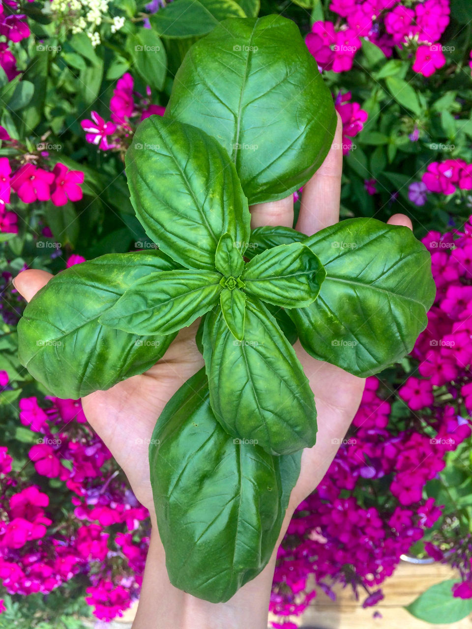 Holding a bunch of massive Italian basil leaves above a vibrant backsplash of magenta impatiens in my urban food and flower garden. 