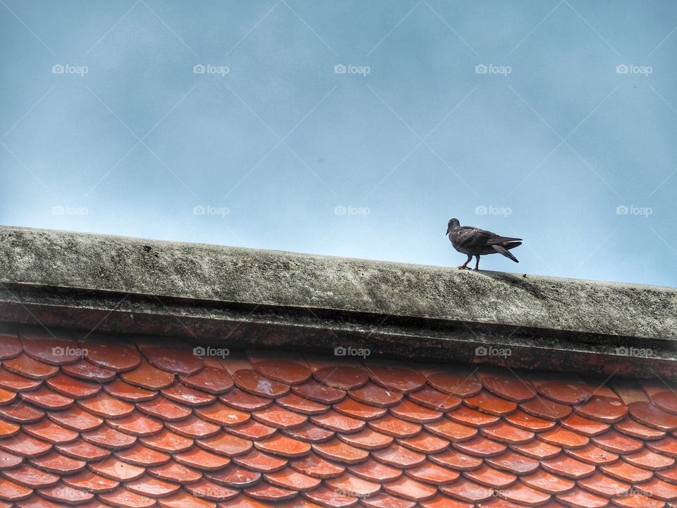 A dove on the roof