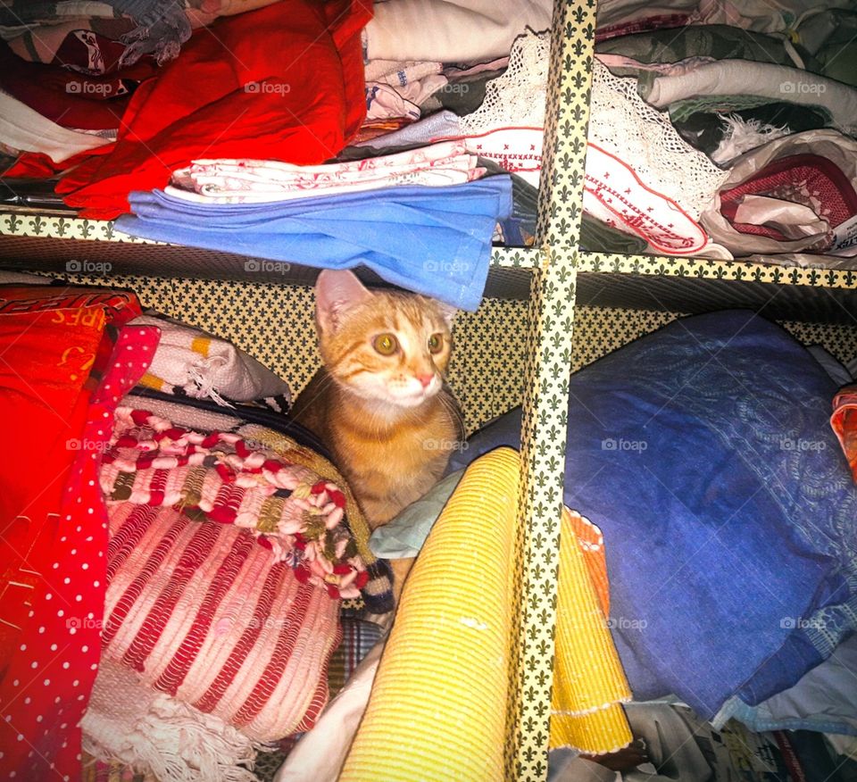 the cat is in wardrobe