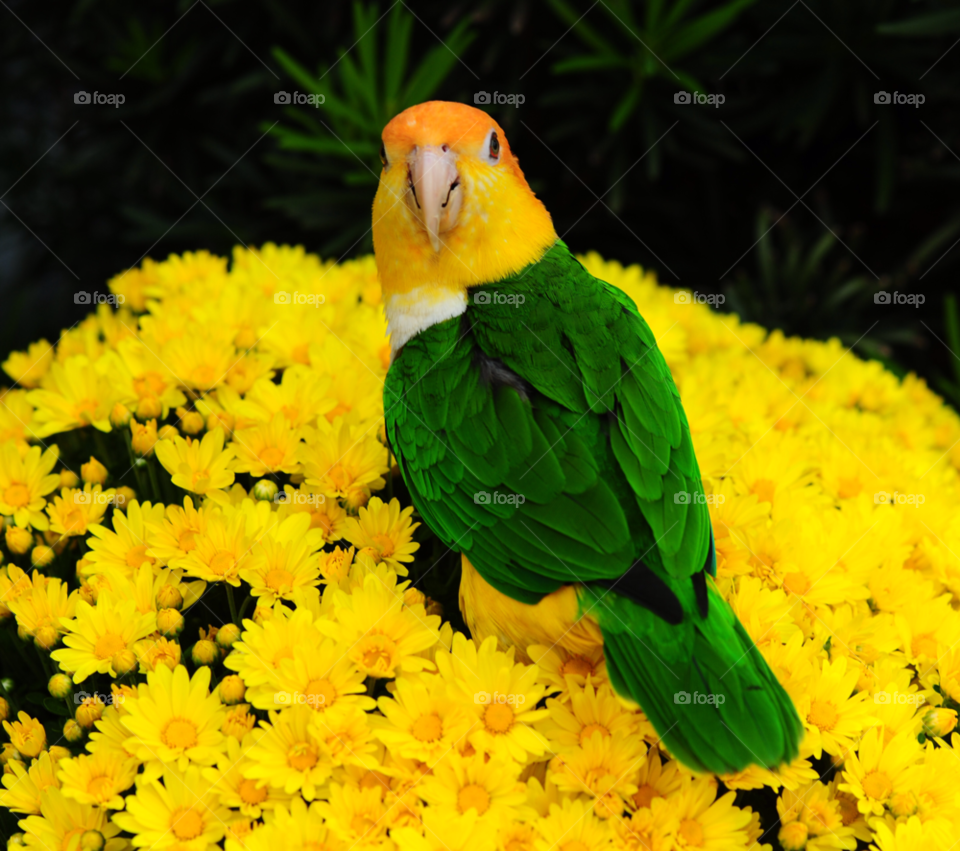 bird parrot caique by lightanddrawing