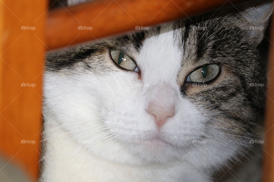 Green-eyed tabby cat peeking out from under chair 