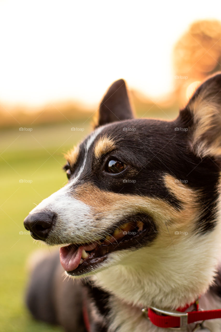 Portrait of a black headed tri color Welsh Pembroke corgi outside in a park, with beautiful sunset golden light illuminating the summer scene 