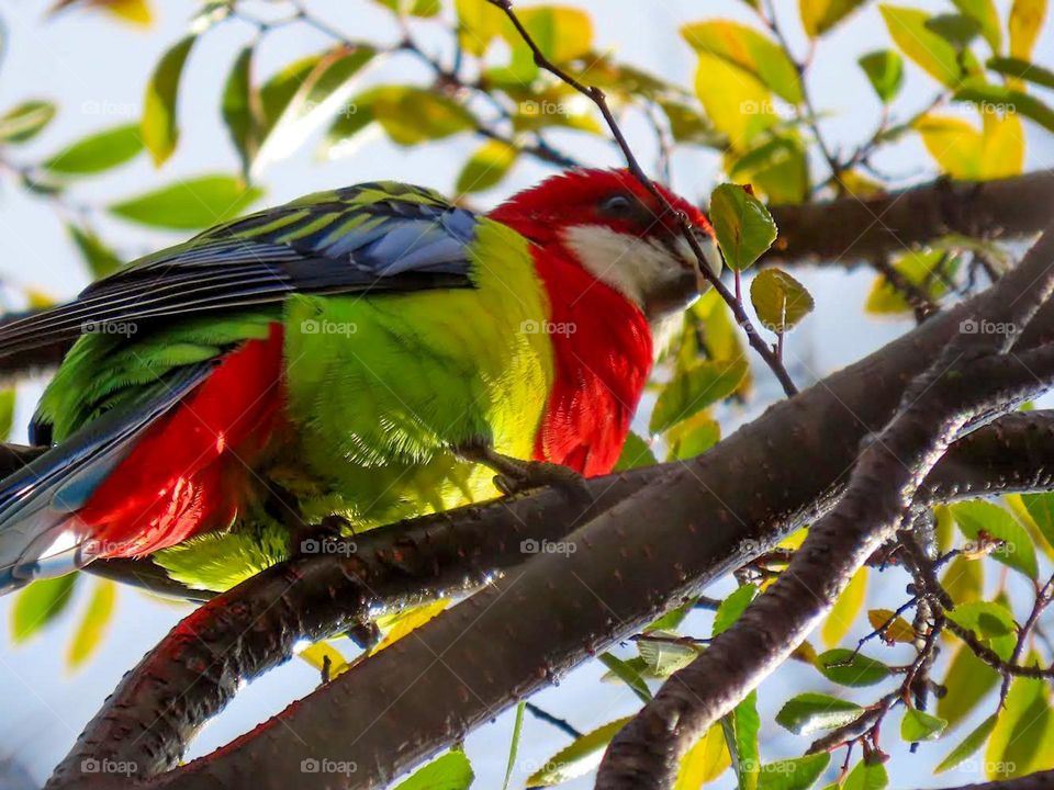 Colourful bird looking down from a branch