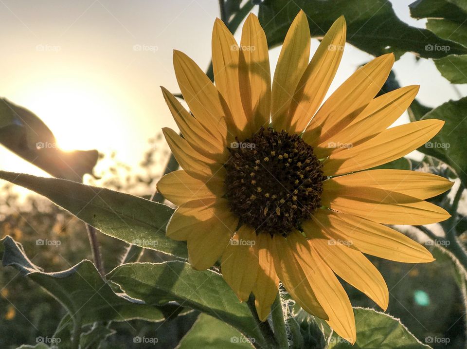 Sun and Flower