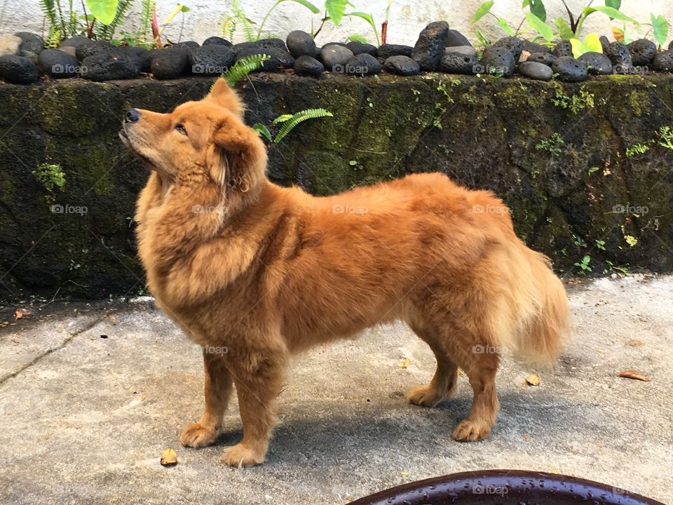 Wela golden chow dog
