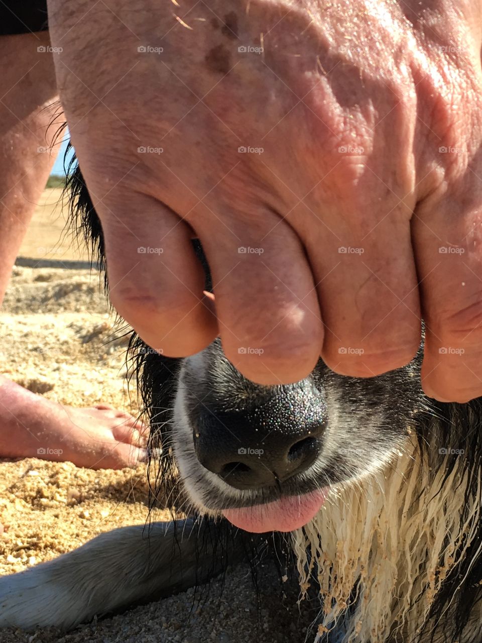 Hand petting dog's nose border collie sheepdog