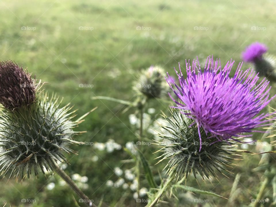 Nature at its very best blowing away in the wind.