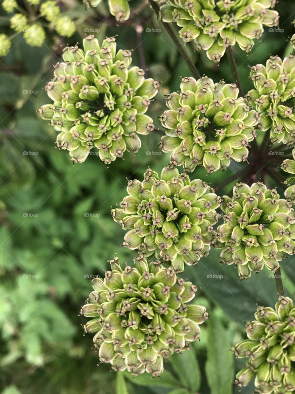 Hidden beauty in a mountain wood 