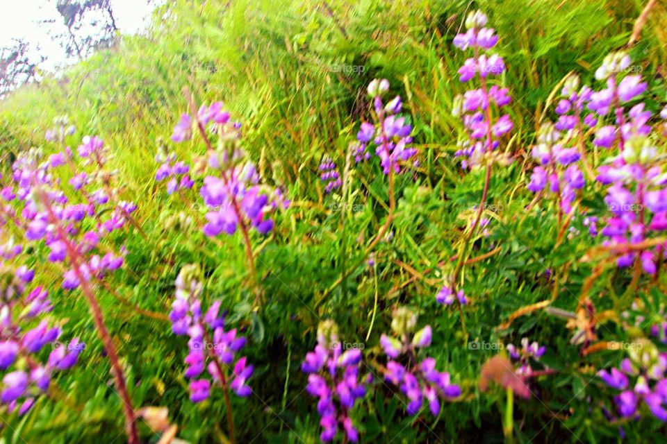 pretty flowers on our hike to Cascade Head.