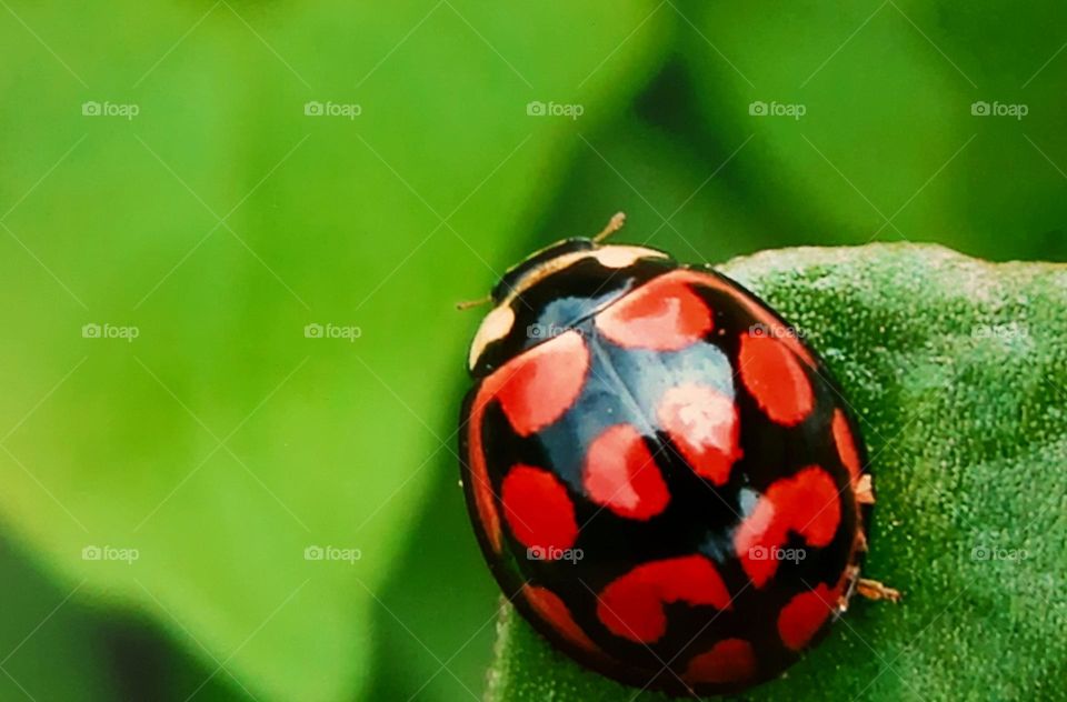 My best upclose ladybird