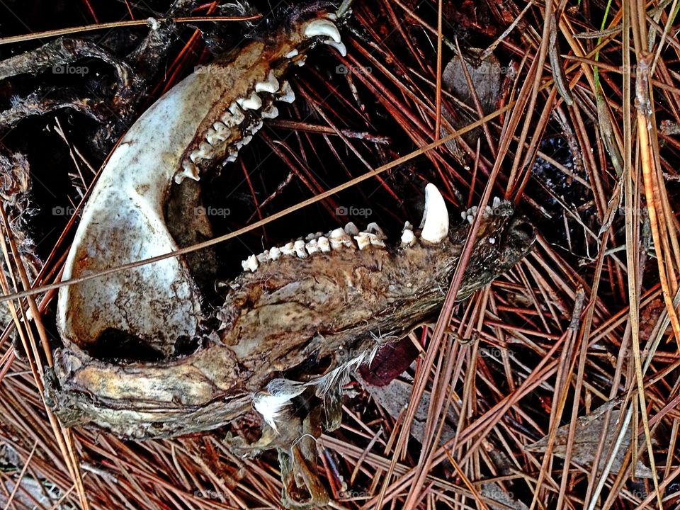 Skull 