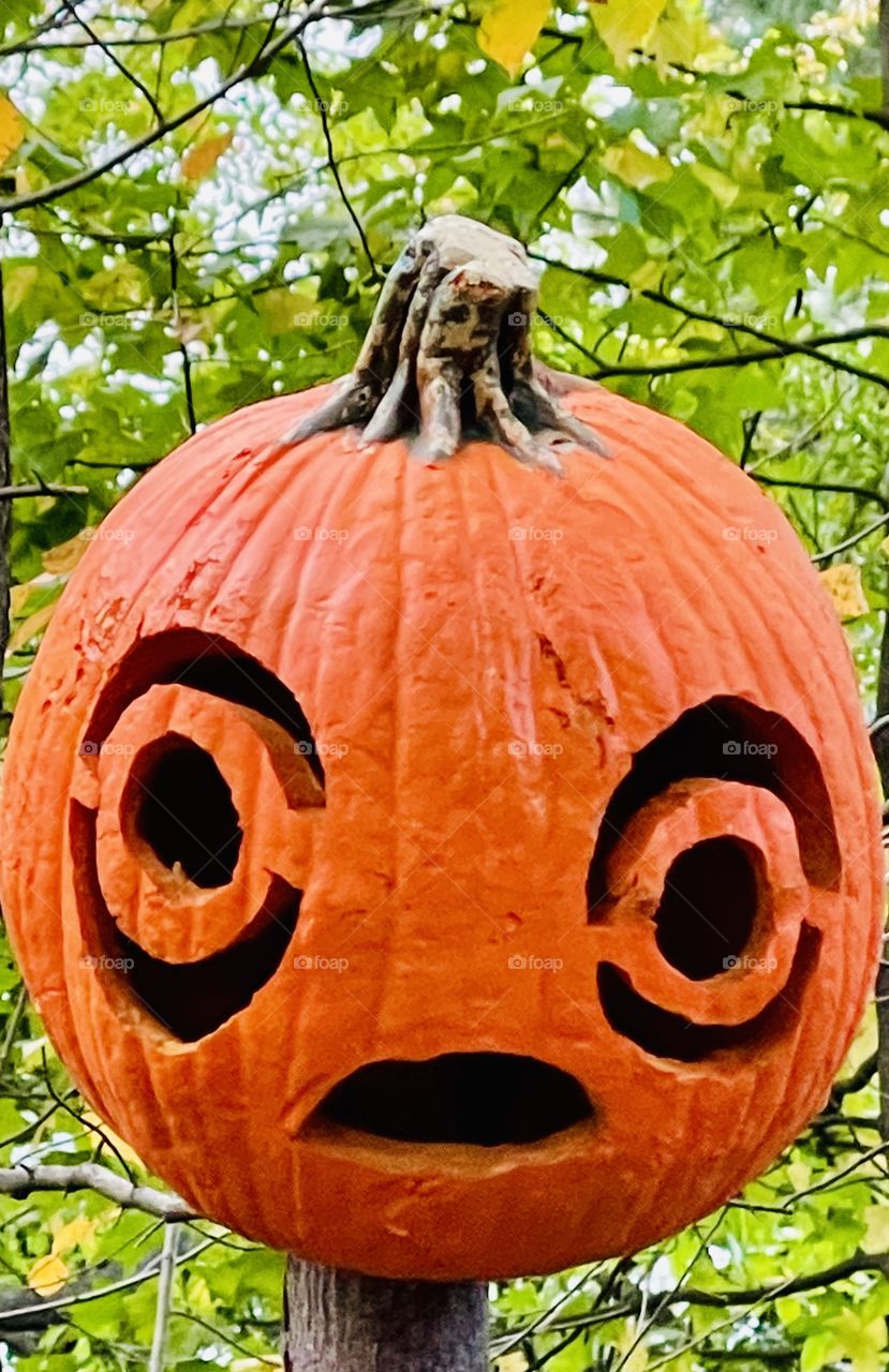 Halloween- Pumpkin head scarecrow. Ghoulish gourds guard the garden. 