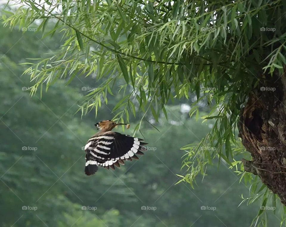 Precious moments, worth feeling this peaceful moment , birds is freedom in sky.