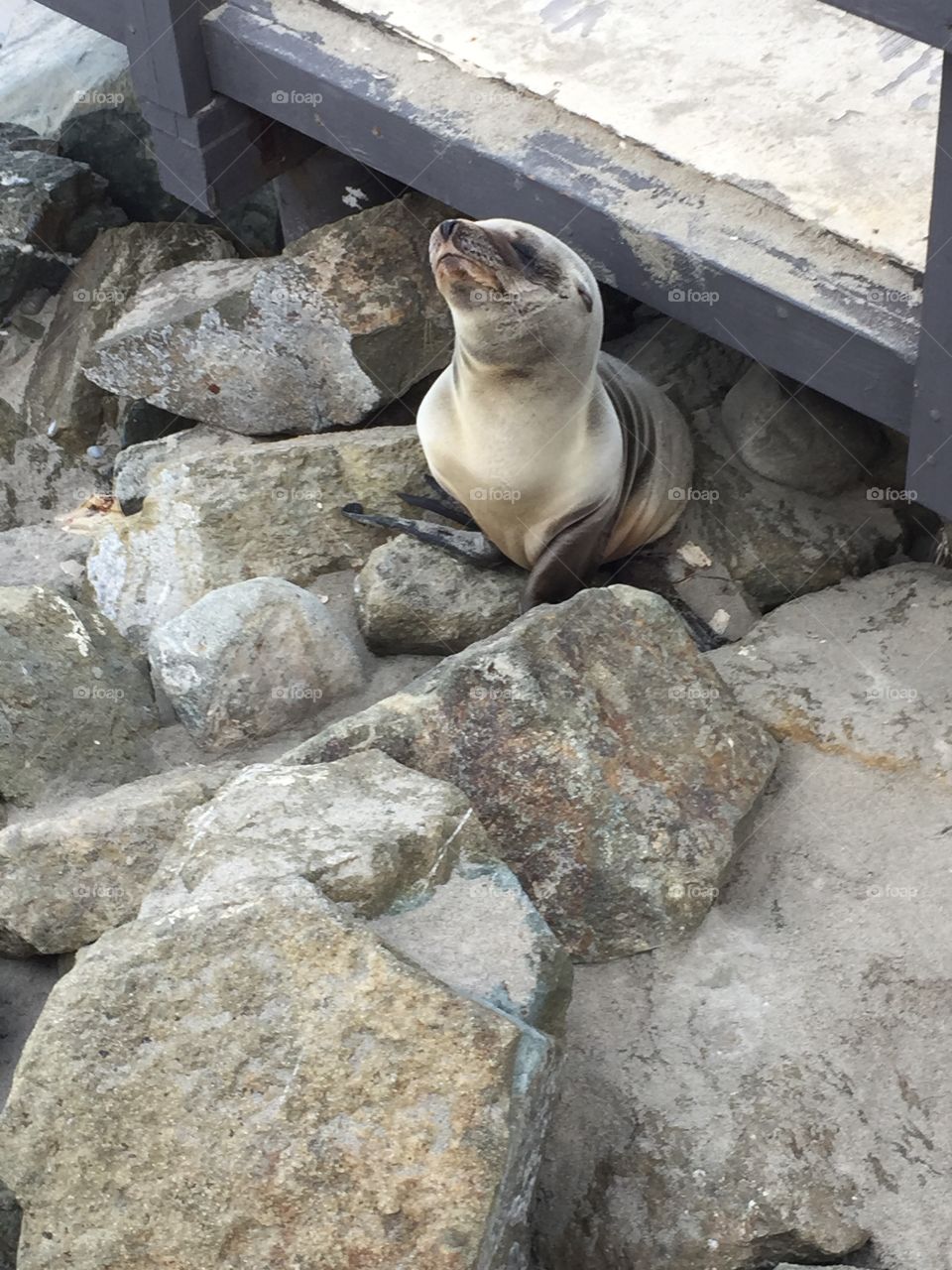 Seal on rocks