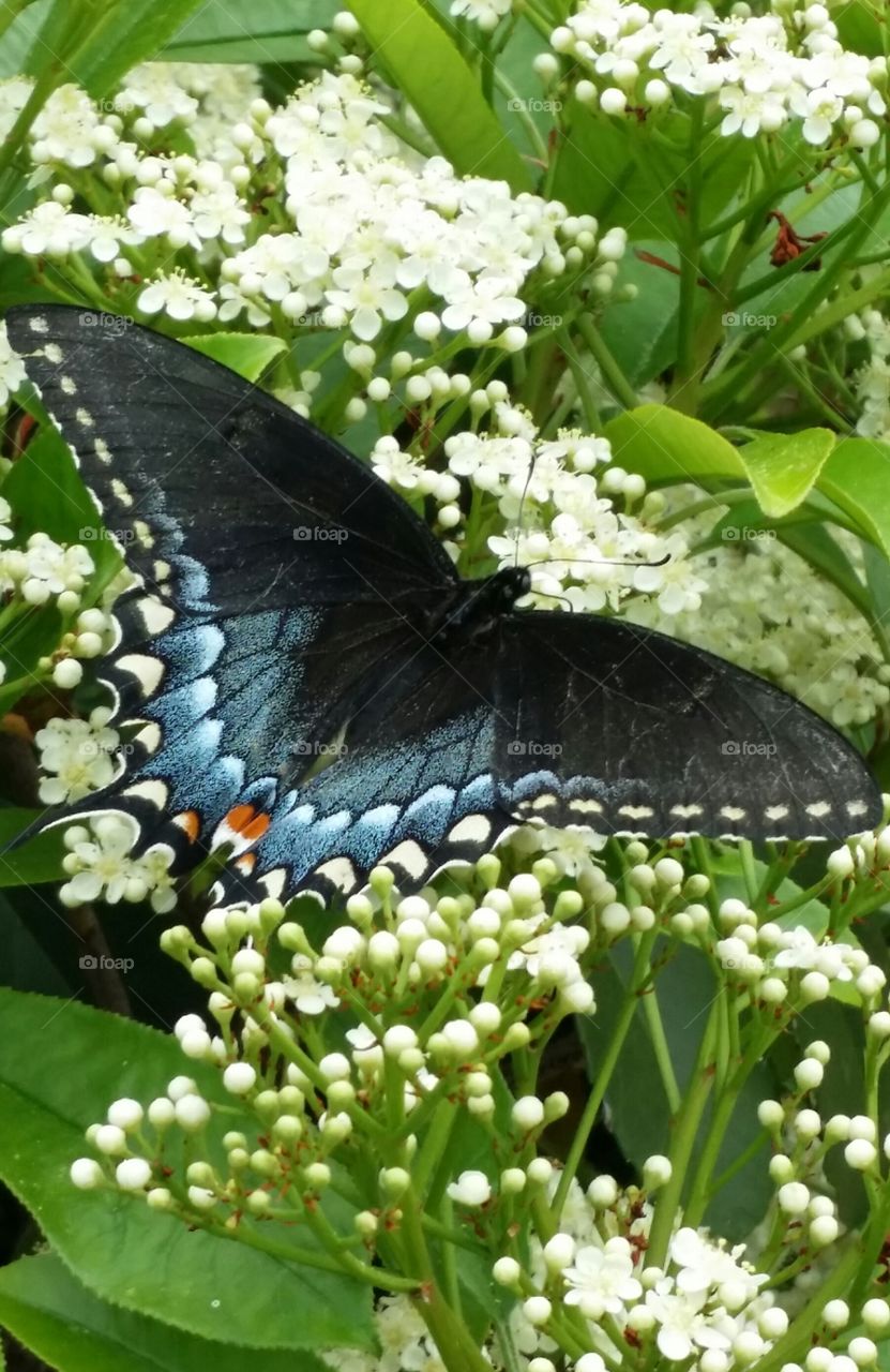 Black Female Tiger Swallowtail Butterfly