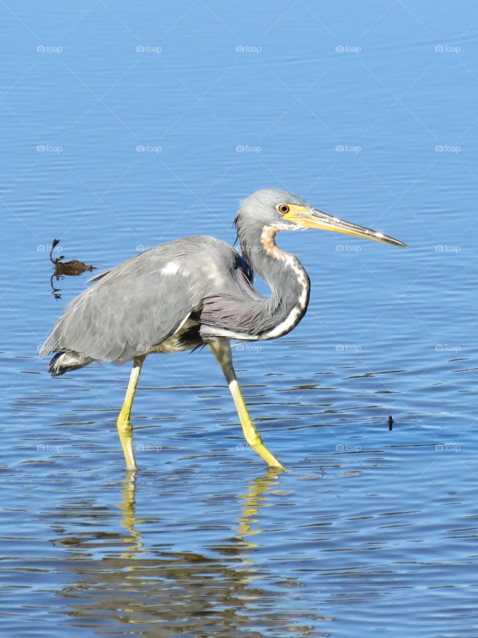 Heron