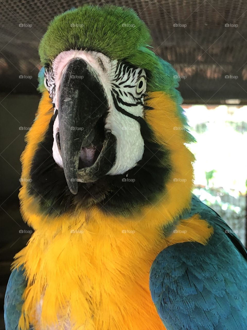 funny macaw face