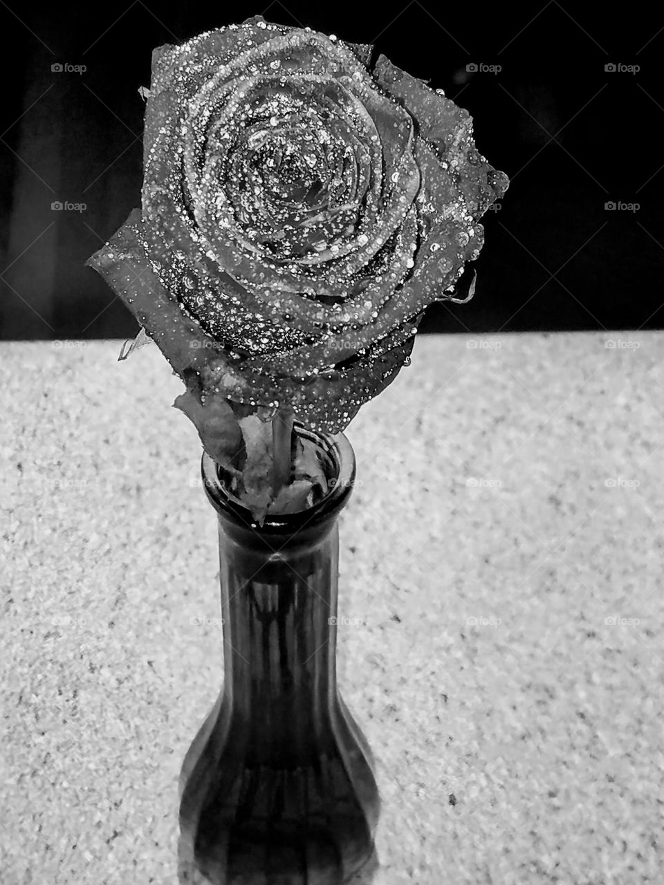 1Single Rose New Beginnings