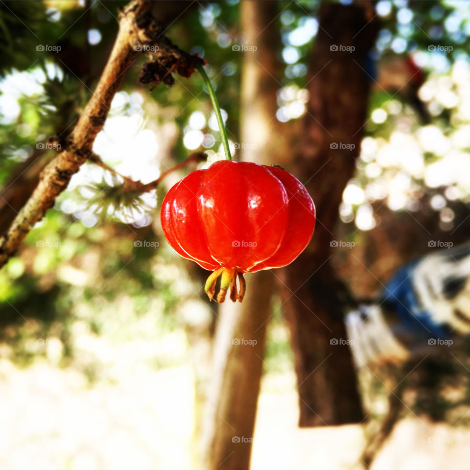  Nesta época do ano, as pitangas estão demais!
Que delícia...
📸
#FOTOGRAFIAéNOSSOhobby
#natureza #fotografia #pitanga #fruta #photooftheday
