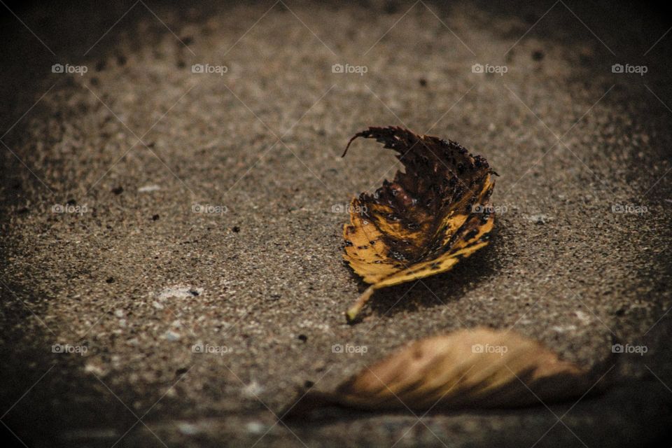 dying leafs resting on the sidewalk