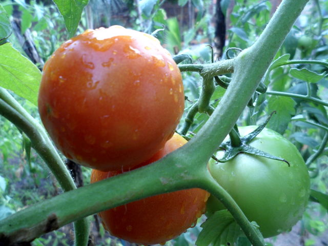 Tomatoes Growing on the Branches